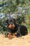 ROTTWEILER 058